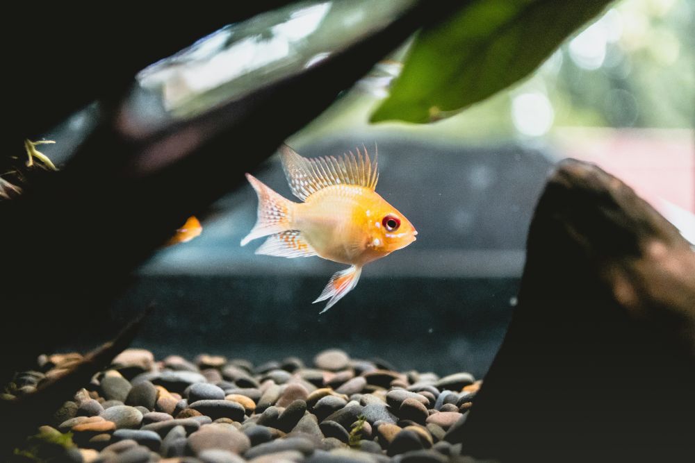 Jak urządzić domowe akwarium