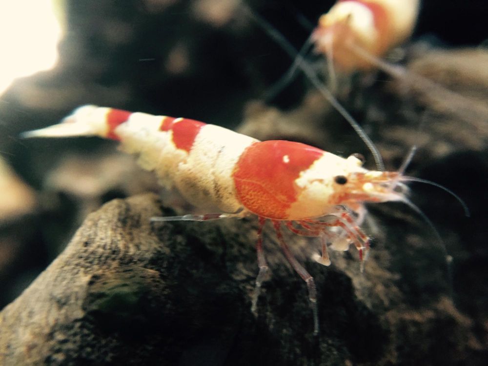 Krewetka Caridina cena