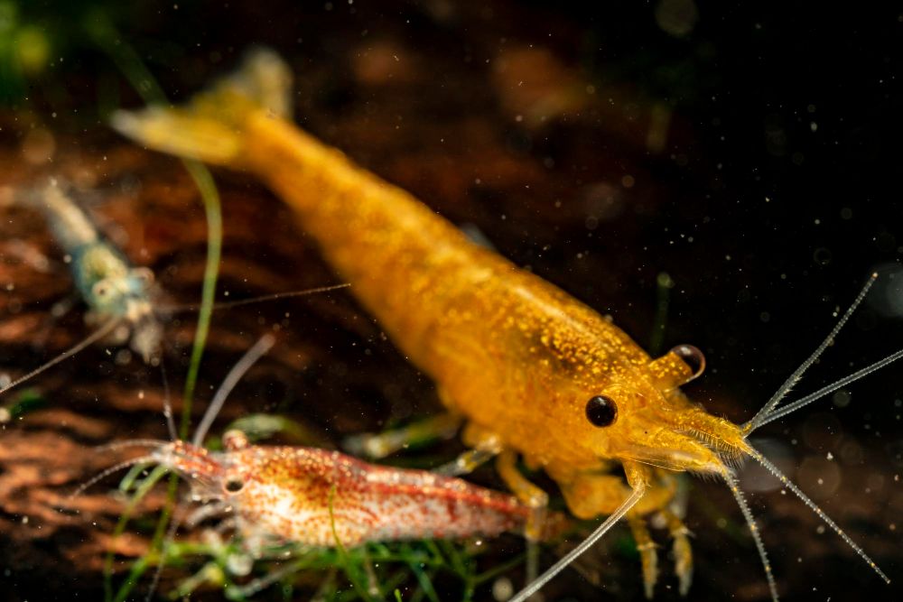 Krewetki ozdobne cena